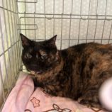 6月8日の瑞穂店に参加するまたたび家の保護猫04