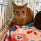 6月8日の瑞穂店に参加するまたたび家の保護猫05