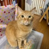 6月8日の瑞穂店に参加するまたたび家の保護猫06