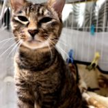 6月8日の瑞穂店に参加するまたたび家の保護猫07