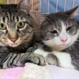 6月8日の瑞穂店に参加するまたたび家の保護猫08