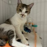 6月8日の瑞穂店に参加するまたたび家の保護猫09