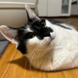 6月8日の瑞穂店に参加するまたたび家の保護猫10