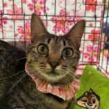 6月22日の瑞穂店に参加するまたたび家の保護猫01