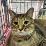 6月22日の瑞穂店に参加するまたたび家の保護猫02