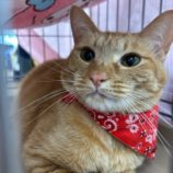 6月22日の瑞穂店に参加するまたたび家の保護猫03