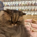 6月22日の瑞穂店に参加するまたたび家の保護猫04