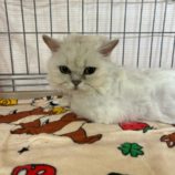 6月22日の瑞穂店に参加するまたたび家の保護猫05