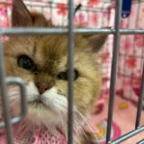 6月22日の瑞穂店に参加するまたたび家の保護猫06