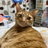 6月22日の瑞穂店に参加するまたたび家の保護猫07