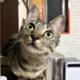 6月22日の瑞穂店に参加するまたたび家の保護猫08