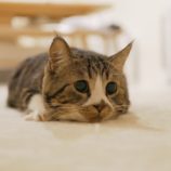 6月22日の瑞穂店に参加するまたたび家の保護猫09