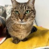 6月22日の瑞穂店に参加するまたたび家の保護猫10