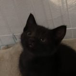 6月8日の新田店に参加する猫のへやの保護猫02