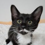 6月8日の新田店に参加する猫のへやの保護猫03