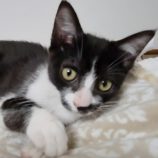 6月8日の新田店に参加する猫のへやの保護猫04