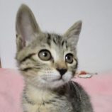 6月8日の新田店に参加する猫のへやの保護猫05