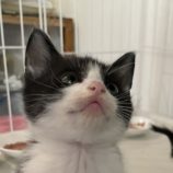 6月8日の新田店に参加する猫のへやの保護猫06