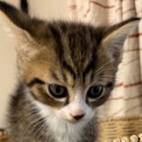 6月8日の新田店に参加する猫のへやの保護猫07