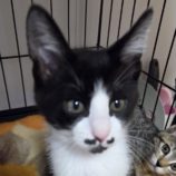 6月8日の新田店に参加する猫のへやの保護猫08