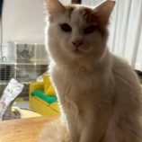 6月15日の新田店に参加する猫びよりの保護猫03