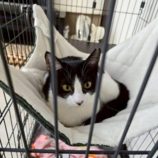 6月15日の新田店に参加する猫びよりの保護猫05