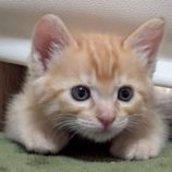 6月15日の新田店に参加する猫びよりの保護猫06