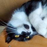 6月15日の新田店に参加する猫びよりの保護猫07