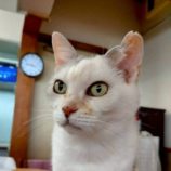 6月15日の新田店に参加する猫びよりの保護猫08