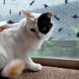 6月15日の新田店に参加する猫びよりの保護猫09