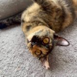 6月15日の新田店に参加する猫びよりの保護猫10