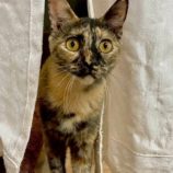 6月15日の新田店に参加する猫びよりの保護猫11