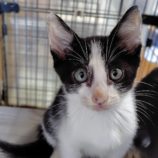 6月29日の小山店に参加するにゃんこの大冒険の保護猫01