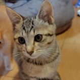 6月29日の小山店に参加するにゃんこの大冒険の保護猫02