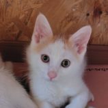 6月29日の小山店に参加するにゃんこの大冒険の保護猫03