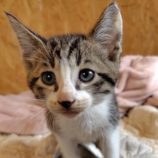 6月29日の小山店に参加するにゃんこの大冒険の保護猫04