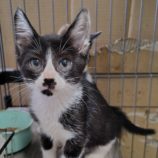 6月29日の小山店に参加するにゃんこの大冒険の保護猫05