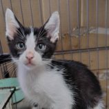 6月29日の小山店に参加するにゃんこの大冒険の保護猫06