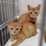 6月29日の小山店に参加するにゃんこの大冒険の保護猫07