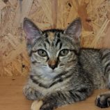 6月29日の小山店に参加するにゃんこの大冒険の保護猫08