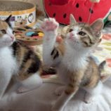 6月7日の八千代店に参加する花ねこ千葉の保護猫01