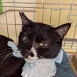 6月7日の八千代店に参加する花ねこ千葉の保護猫02