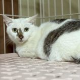 6月7日の八千代店に参加する花ねこ千葉の保護猫03