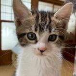 6月7日の八千代店に参加する花ねこ千葉の保護猫04