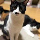 6月7日の八千代店に参加する花ねこ千葉の保護猫05