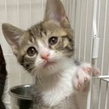 6月7日の八千代店に参加する花ねこ千葉の保護猫06