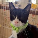 6月7日の八千代店に参加する花ねこ千葉の保護猫07