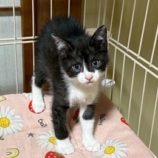 6月7日の八千代店に参加する花ねこ千葉の保護猫09