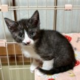 6月7日の八千代店に参加する花ねこ千葉の保護猫10