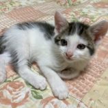 6月7日の八千代店に参加する花ねこ千葉の保護猫12